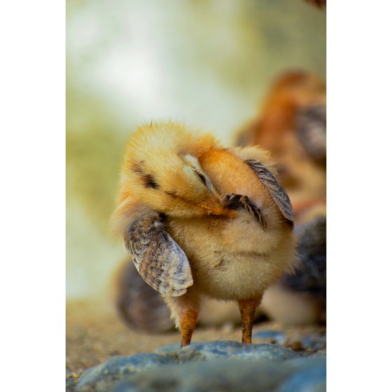 21-Day RIR Female Chicks – Brooded & Vaccinated (Egg-Laying Breed)