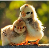 Rhode Island Red Chicks – Female (Egg Layer) 1 to 3 Day Old