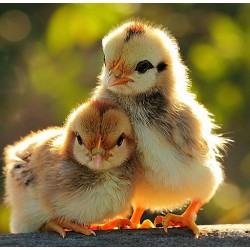 Rhode Island Red Chicks – Female (Egg Layer) 1 to 3 Day Old