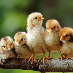 Rhode Island Red Chicks – Male (Meat Purpose) 1 to 3 Days Old