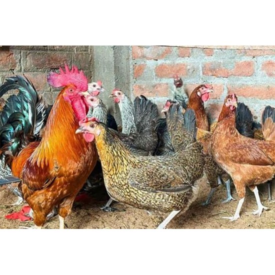 21-Day Sonali Chicks – Dual Purpose (Egg & Meat) | Brooded