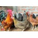 21-Day Sonali Chicks – Dual Purpose (Egg & Meat) | Brooded