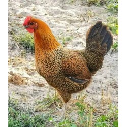 21-Day Sonali Chicks – Dual Purpose (Egg & Meat) | Brooded